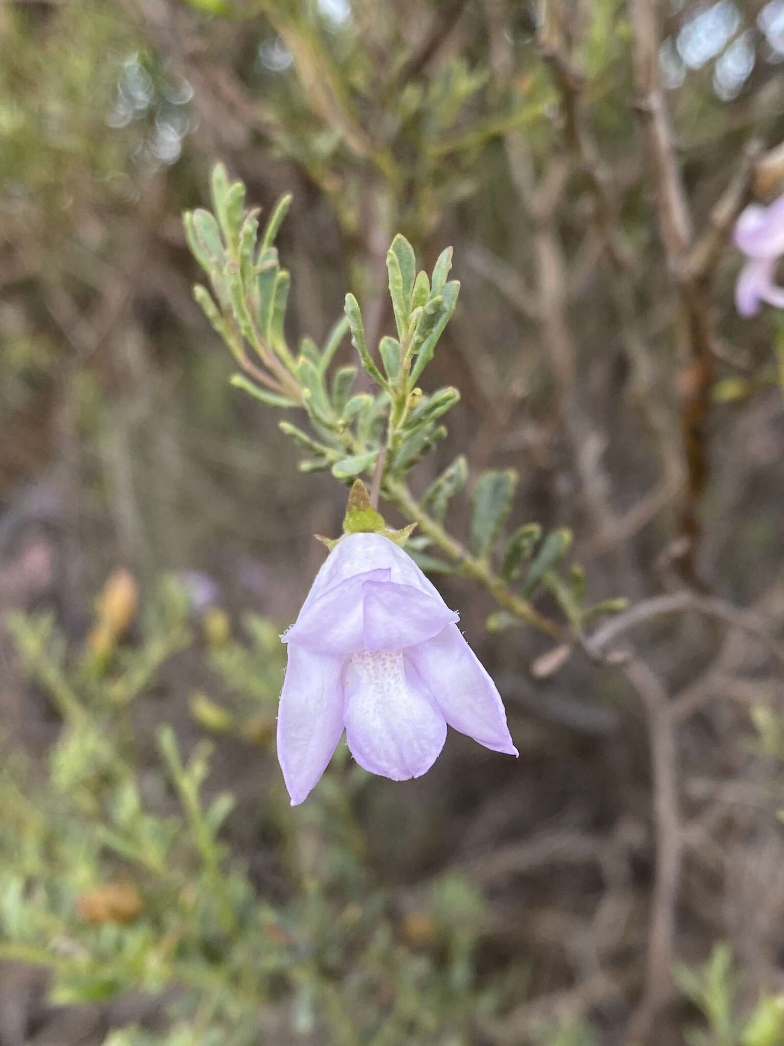 Imagem de Eremophila pustulata S. Moore