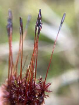 Image of Tayloria purpurascens Brotherus 1903