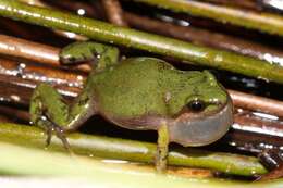 Image de Cacosternum australis Channing, Schmitz, Burger & Kielgast 2013