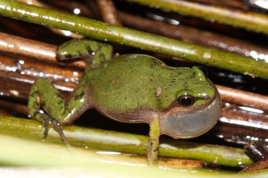 Image of Cacosternum australis Channing, Schmitz, Burger & Kielgast 2013