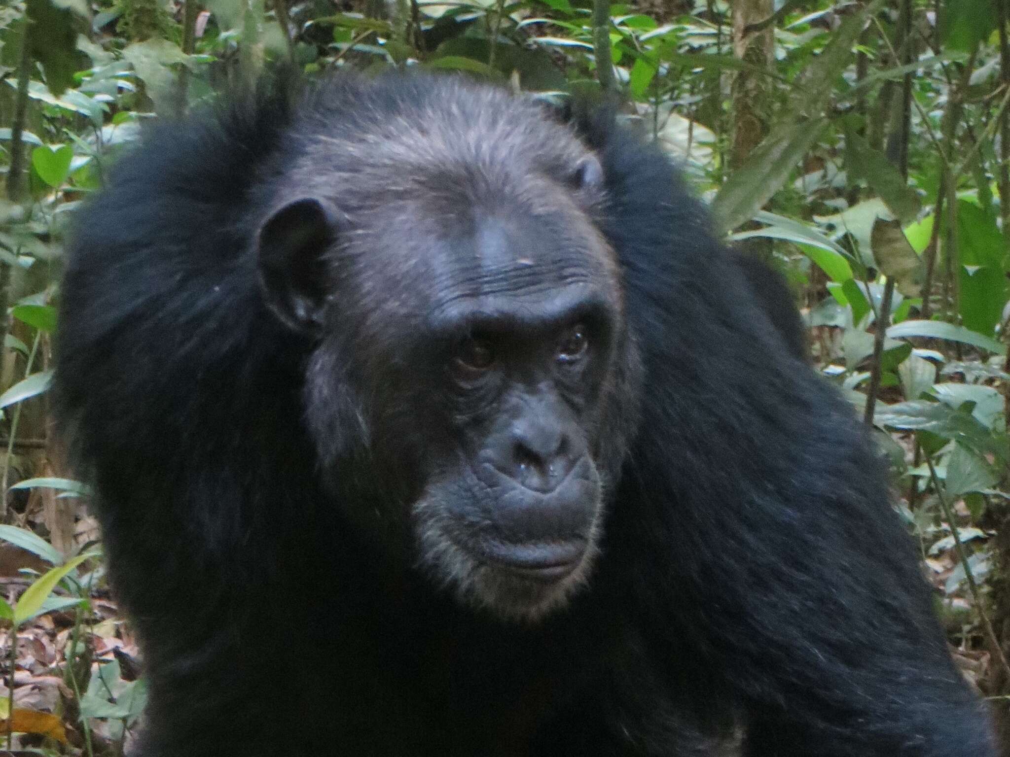 Image of Eastern Chimpanzee