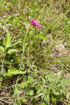 Image of Dianthus balbisii Ser.