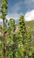 Artemisia rupestris subsp. viridis (Willd.) Ameljczenko的圖片