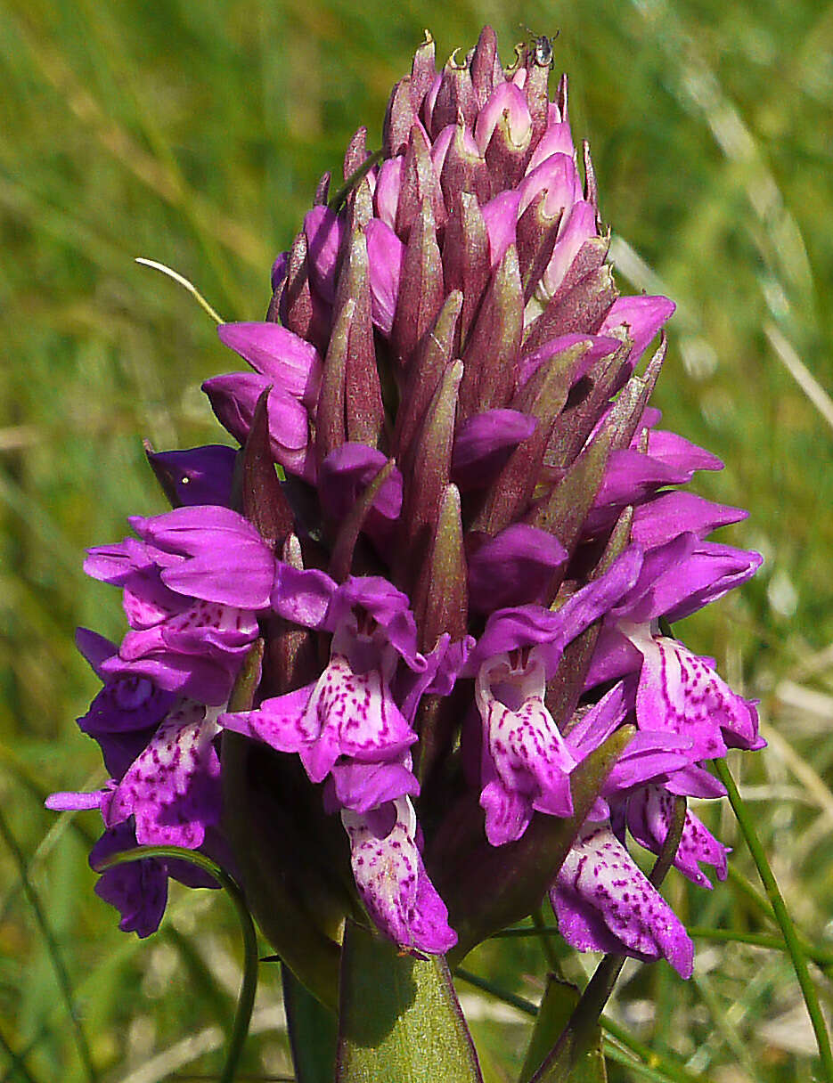 Image de Dactylorhiza kerryensis (Wilmott) P. F. Hunt & Summerh.