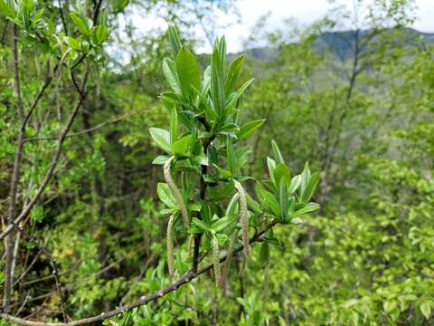 صورة Salix salwinensis Hand.-Mazz. ex Enander