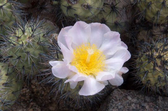 Imagem de Tephrocactus alexanderi (Britton & Rose) Backeb.