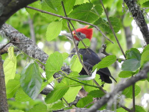 Image of Black-bodied Woodpecker