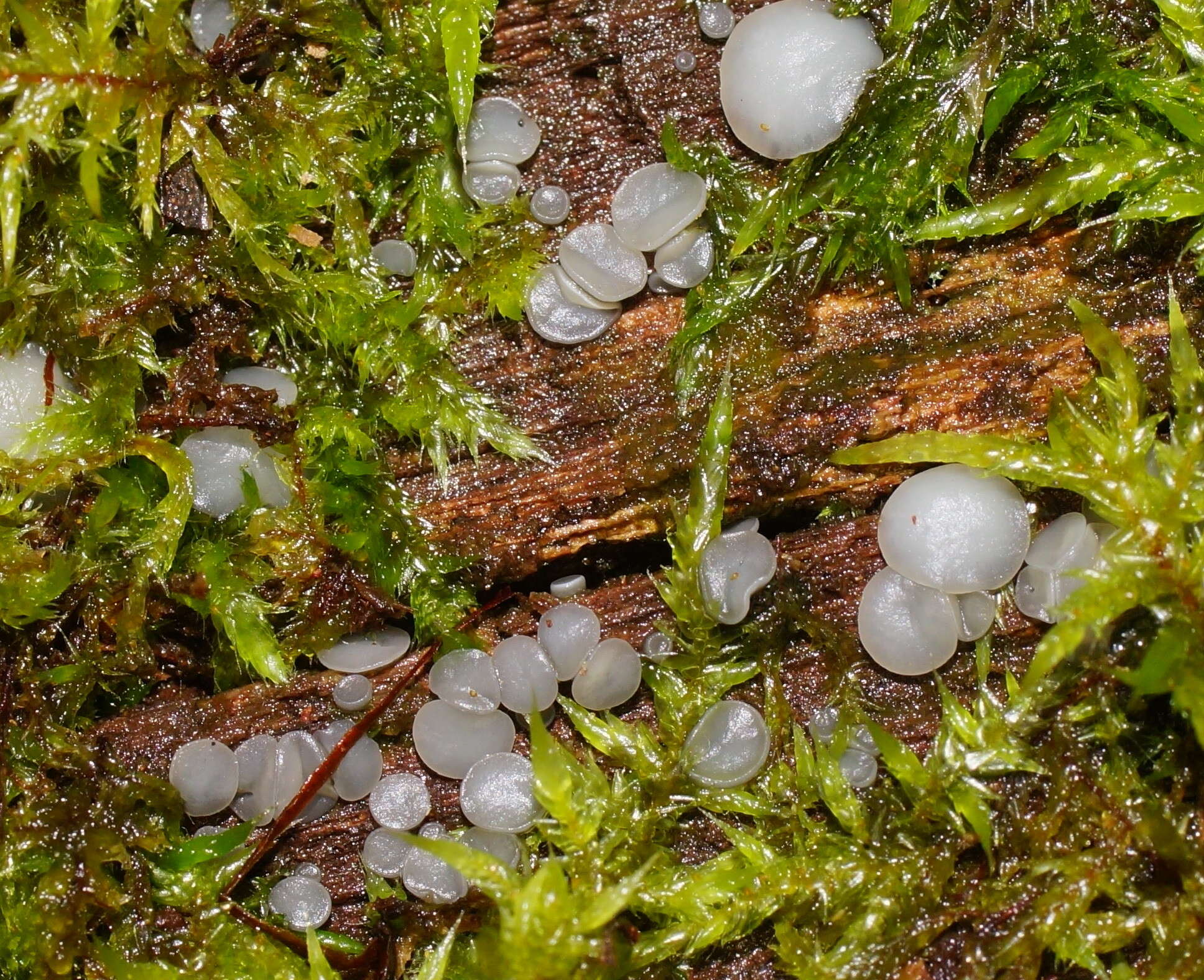 Слика од Mollisia cinerea (Batsch) P. Karst. 1871