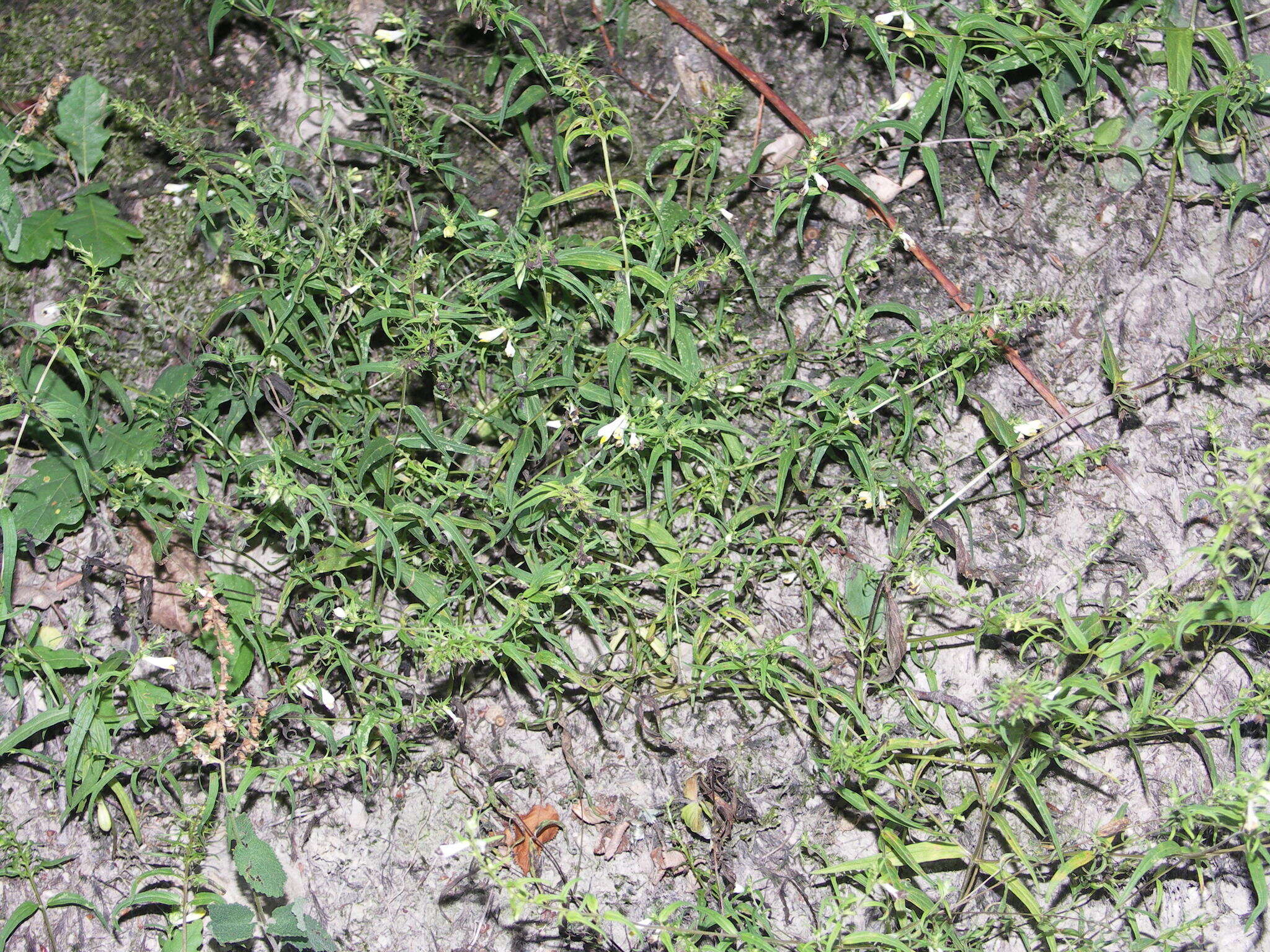 Image of Melampyrum pratense subsp. commutatum (Tausch ex A. Kern.) C. E. Britton