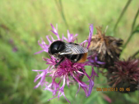 Слика од Bombus confusus Schenck 1861