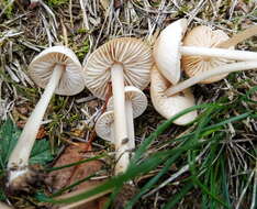 Plancia ëd Marasmius collinus (Scop.) Singer 1942