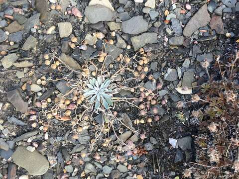 Image of arctic bladderpod