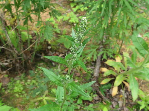 Image of Artemisia stolonifera (Maxim.) Kom.