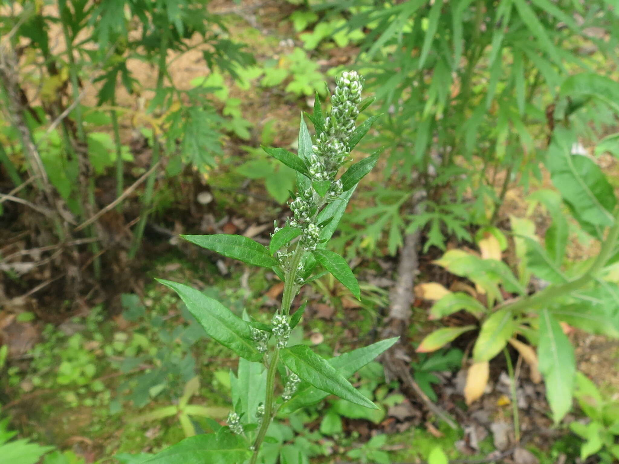 Image of Artemisia stolonifera (Maxim.) Kom.