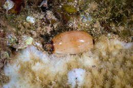 Image of Isabell cowry