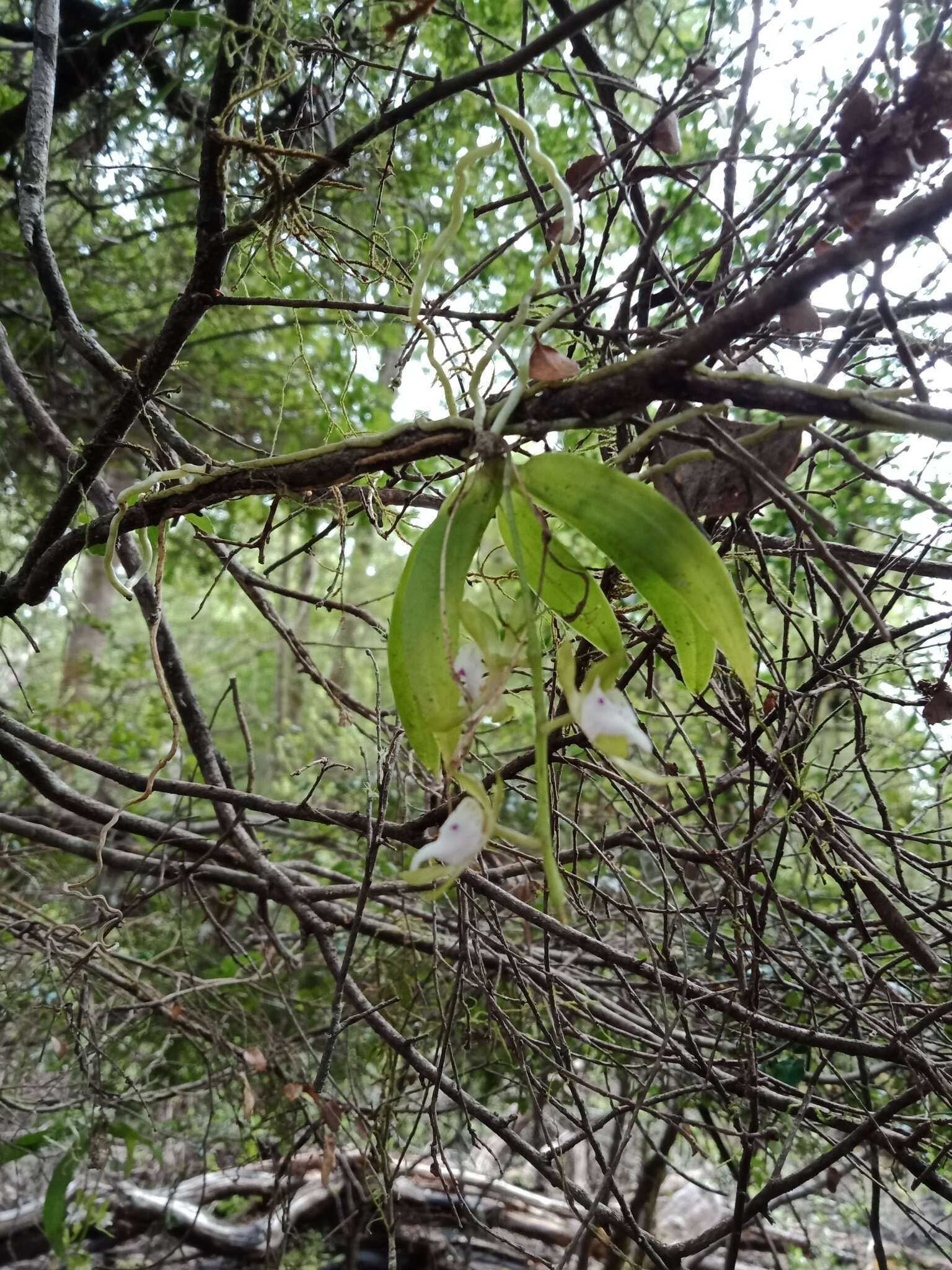 Image of Butterfly orchid