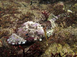 Image of Rock flathead