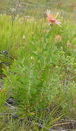 Imagem de Protea aurea subsp. aurea