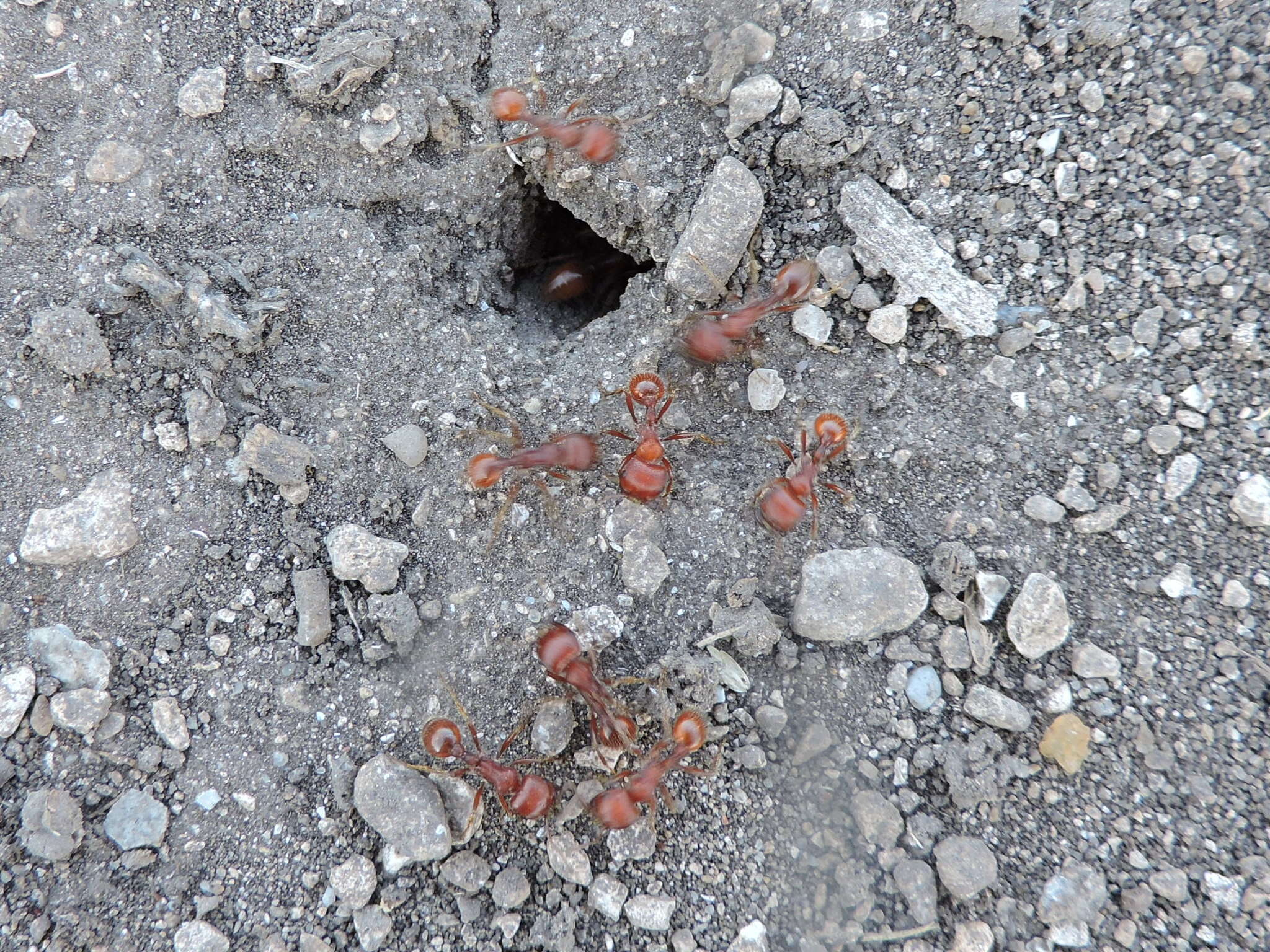 Image of Pogonomyrmex barbatus (Smith 1858)