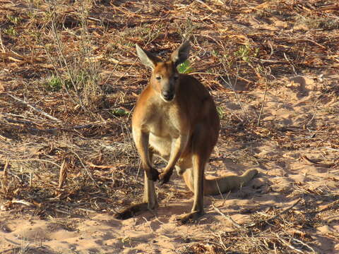 Macropus robustus erubescens Sclater 1870的圖片