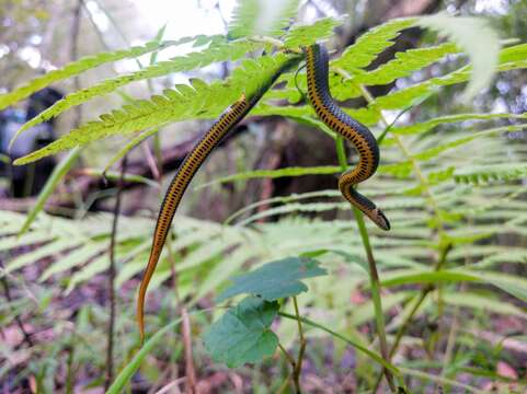 Diadophis punctatus stictogenys Cope 1860的圖片