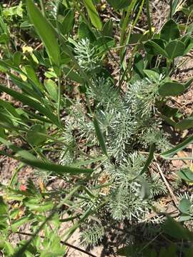 Image of Anthemis marschalliana Willd.