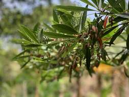 Image of Elaeocarpus hainanensis Oliv.