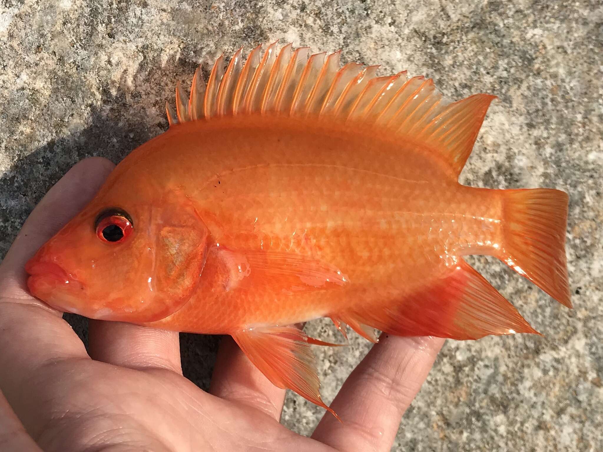 Amphilophus citrinellus (Günther 1864) resmi