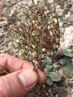 Image of birdnest buckwheat