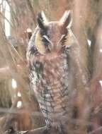 Image of Long-eared Owl