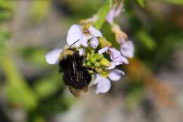 Image of Obscure Bumble Bee