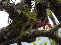 Image of Tillandsia streptophylla Scheidw.