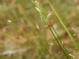 Image of Hairy Panic Grass