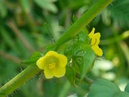 Image of wild okra