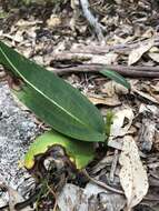 Image of Slipper orchid