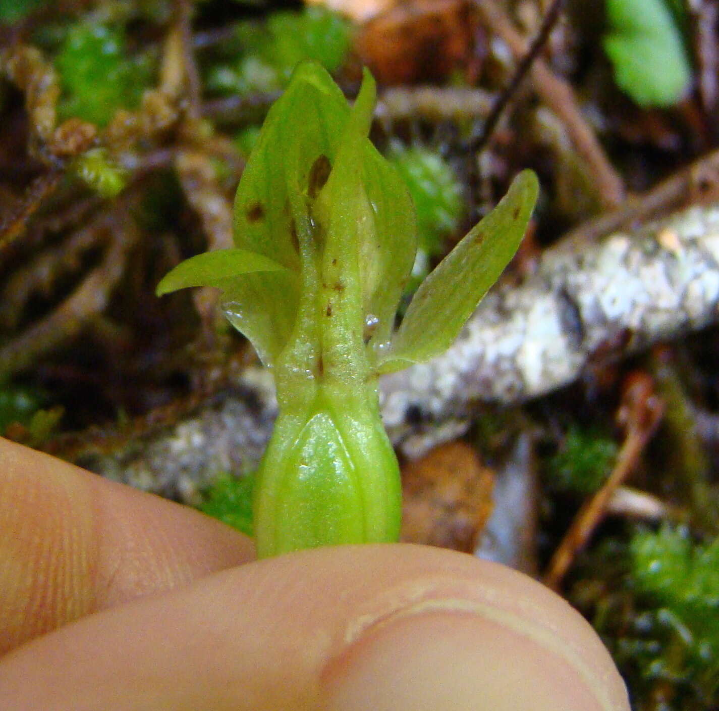 Imagem de Chiloglottis cornuta Hook. fil.