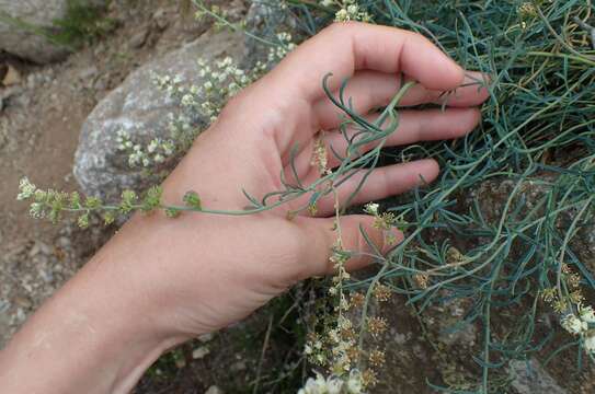 Image of Reseda glauca L.