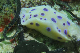 Image of Ceratosoma ingozi Gosliner 1996