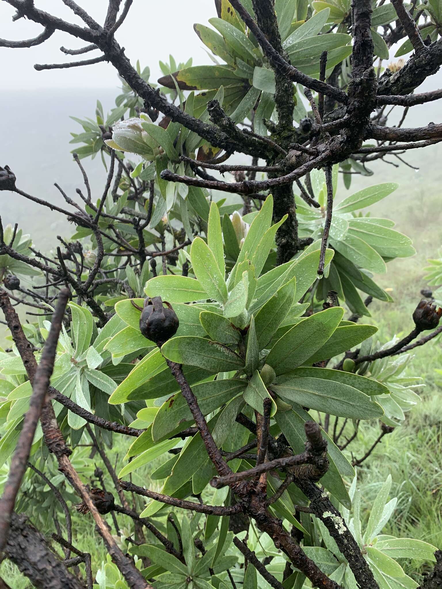 Image of Protea gaguedi J. F. Gmel.