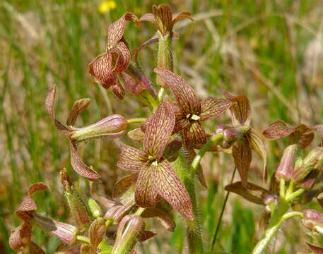 Image of Hesperis tristis L.