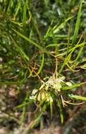 Image of Grevillea viridiflava R. O. Makinson