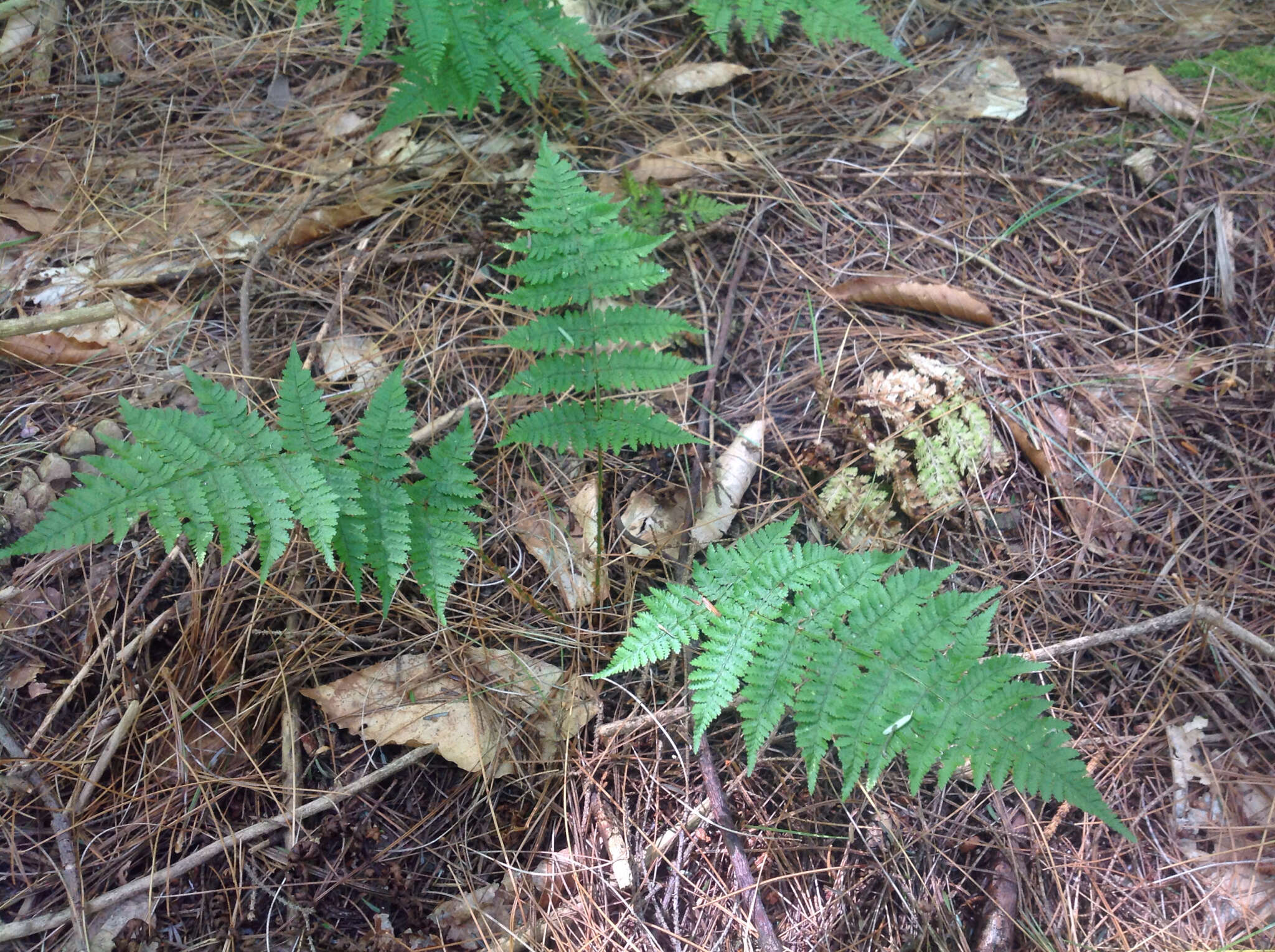 Image of intermediate woodfern