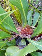 Image of harts-tongue-fern sugarbush