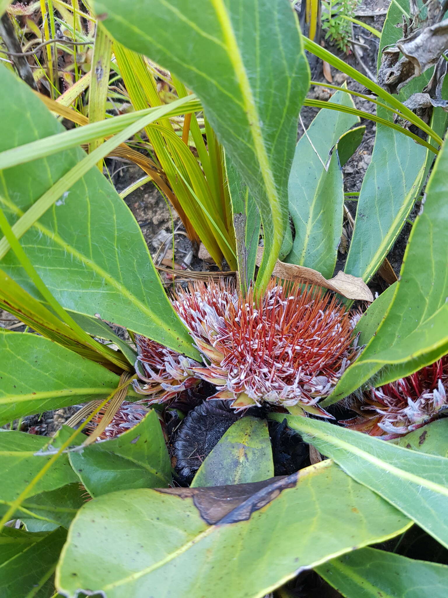 Image of harts-tongue-fern sugarbush