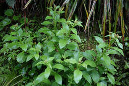 Imagem de Senecio solandri var. rufiglandulosus (Col.) Allan