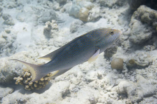 Image of Common Lyre-tail Cod