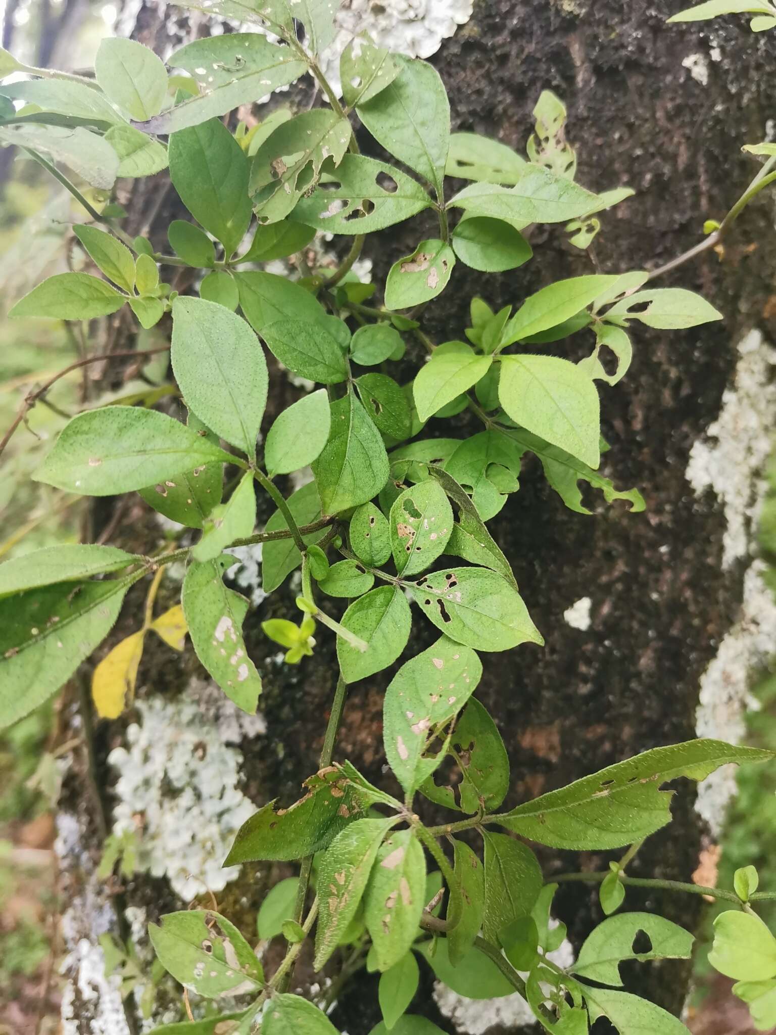 Image of Solanum appendiculatum Humb. & Bonpl. ex Dun.