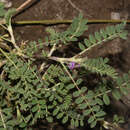 Image of Astragalus sprucei I. M. Johnston