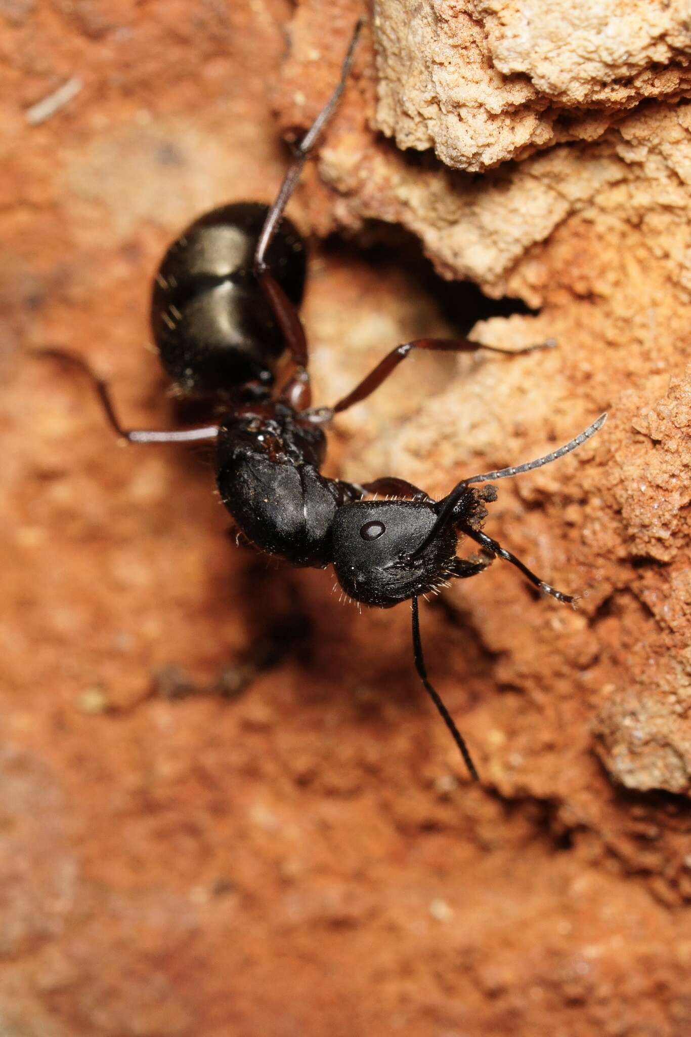 Image of Camponotus chalceus Crawley 1915