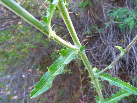 Image of cobwebby thistle